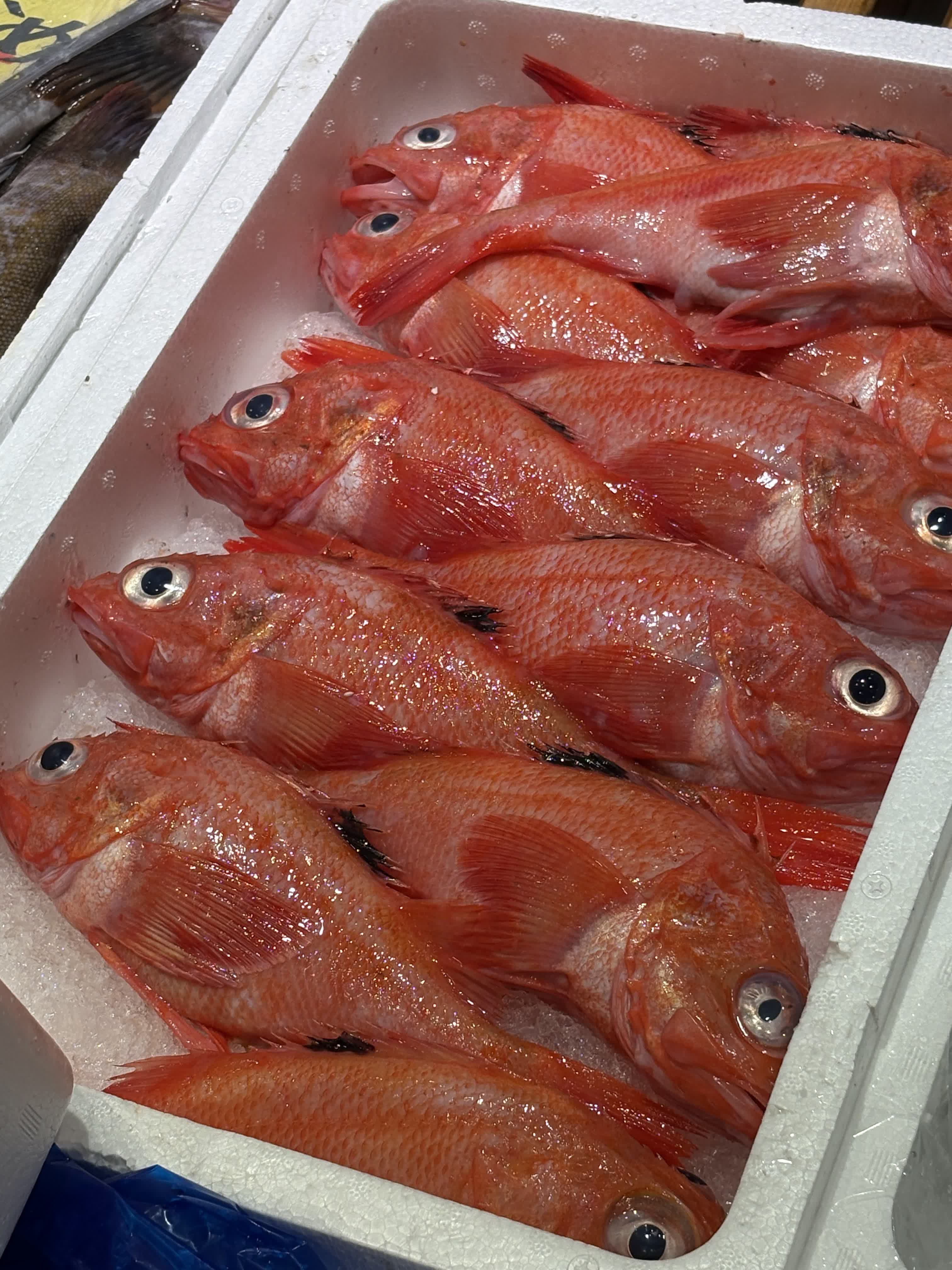 新鮮な魚介類