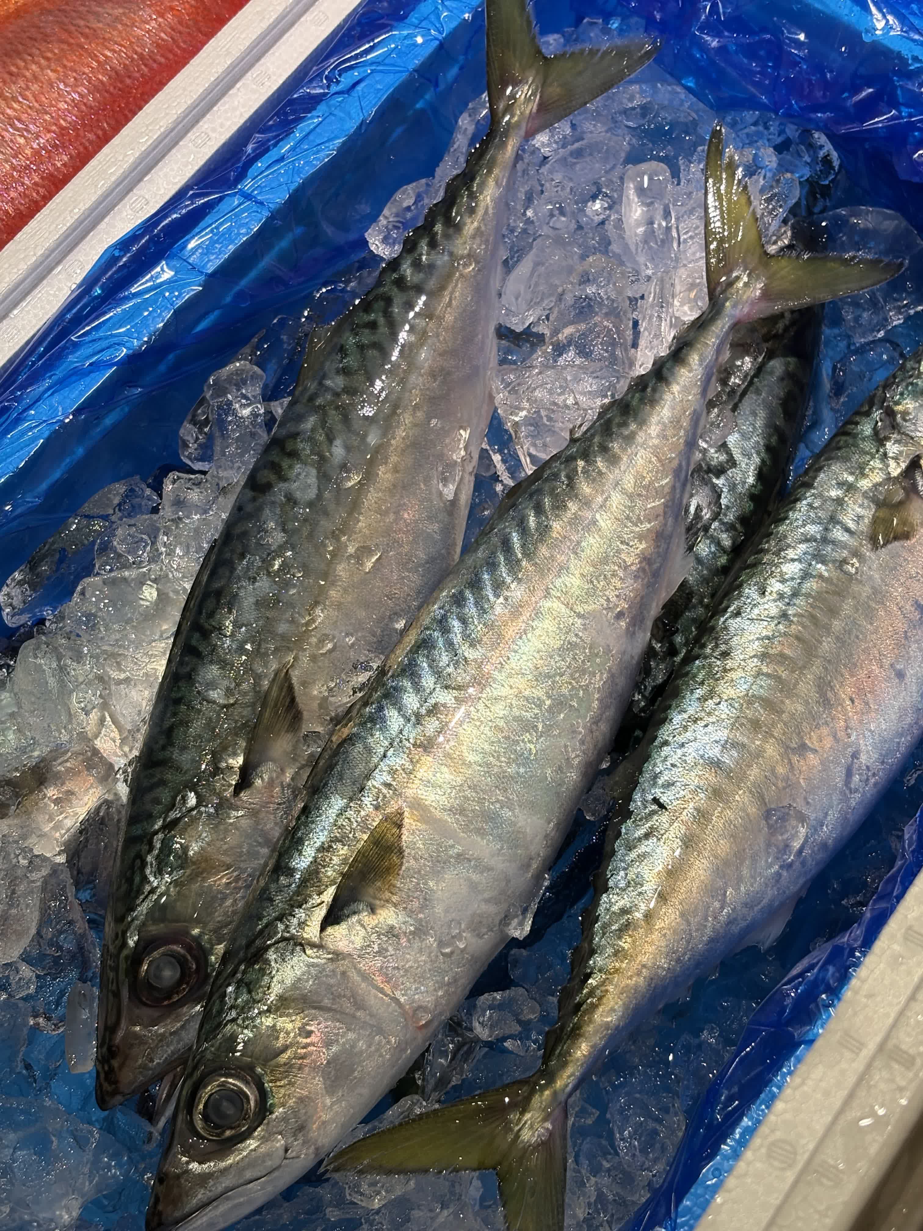 新鮮な魚介類