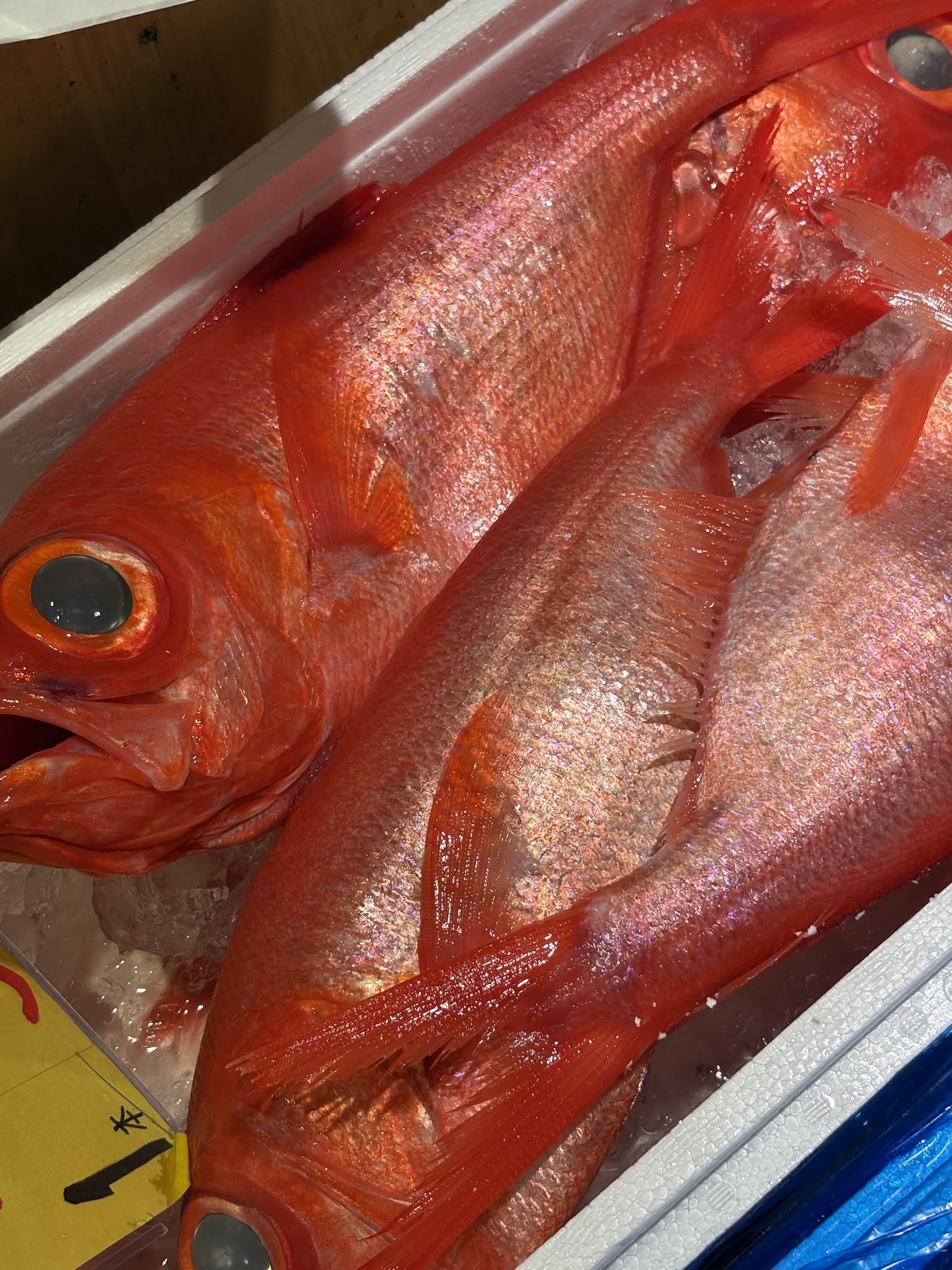 新鮮な魚介類